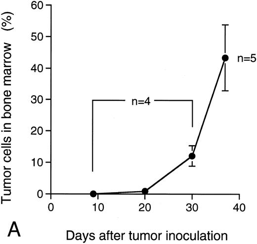 Fig. 7. Ratio of tumor cells in bone marrow and serum M-protein level in the mice IV transplanted with KPMM2 cells. The elevation of serum M-protein level closely correlated with the increase of tumor cells was observed. (A) Ratio of tumor cells in bone marrow. (B) Serum M-protein level.
