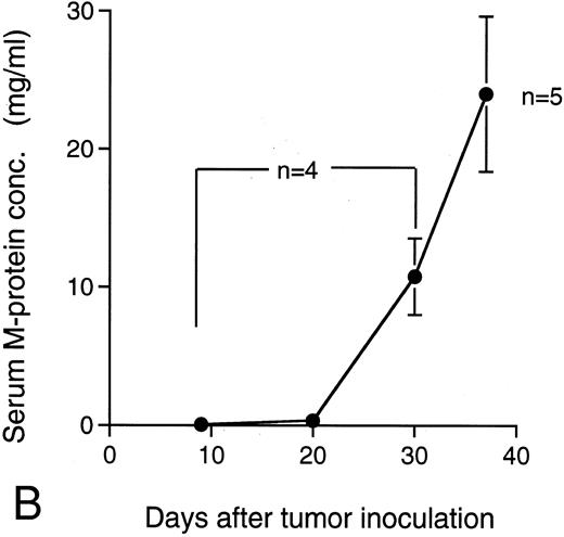 Fig. 7. Ratio of tumor cells in bone marrow and serum M-protein level in the mice IV transplanted with KPMM2 cells. The elevation of serum M-protein level closely correlated with the increase of tumor cells was observed. (A) Ratio of tumor cells in bone marrow. (B) Serum M-protein level.