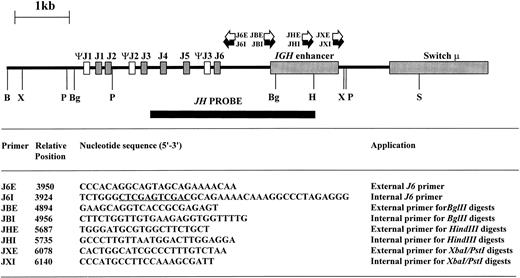 Fig. 1. Restriction map of germline IGHJ region showing restriction sites used in digests together with site and orientation of oligonucleotide primers. Sequence information used to design the oligonucleotide primers was derived from published sequences.2629-32 The position of the 5′ end of the oligonucleotide primers is indicated with respect to the 5′ BamHI site. Xho I and Sal I sites within J6I are underlined. B, BamHI; Bg, Bgl II; H, HindIII; P, Pst I; S, Sac I; X, Xba I.