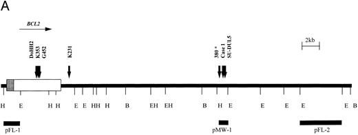 Fig. 3. t(14; 18) translocations. (A) Restriction map of the 3′ region of the BCL2 gene showing position of breakpoints cloned in this study. Note the clustering of breakpoints in the region of the pMW-1 probe and the variant breakpoint in Karpas 231. *Leukemia 380, breakpoint not characterized in this study but cloned previously.39 (B) Sequence of pMW region and breakpoint sequences in case no. 1, SU-DUL5, and 380. JH sequences are underlined and n regions are in lowercase. JH segment involved in translocation is shown. B, BamHI; E, EcoRI; H, HindIII.