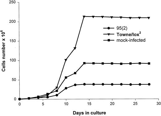 Fig. 3. Effect of HCMV on the generation of mature monocytes from their precursors in suspension cultures. Highly purified CD34+ cells were infected with 95(2) or with Towne/lox2 at MOI of 100 PFU/cell, or were mock-infected and grown in suspension cultures for 4 weeks. The cultures were supplemented with 50 ng/mL SCF, 50 ng/mL IL-3, 50 ng/mL GM-CSF, and 50 ng/mL M-CSF and monitored for a number of viable cells for 4 weeks using trypan-blue exclusion test. Each point represents the mean of four experiments performed.