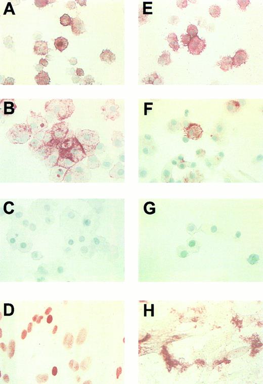 Fig. 7. HCMV IE and pp65 expression in macrophages derived from infected CD34+ progenitors 28 days postinfection. Cells were counterstained with Methylene Green. (A and B) Cells incubated with MoAb directed against IE protein. (E through H) Cells incubated with MoAb directed against pp65. (A and E) Macrophages derived from CD34+ cells infected with 95(2). (B and F ) Macrophages derived from CD34+ cells infected with Towne/lox2. (C and G) Macrophages derived from mock/infected CD34+ cells. (D and H) HCMV-infected HEL cells, as a positive control. Original magnification × 400.