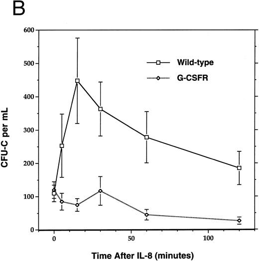 Fig. 4. Mobilization of hematopoietic cells into peripheral blood after IL-8 administration. Peripheral blood was obtained at the indicated times after a single intraperitoneal injection of 30 μg of human recombinant IL-8 and analyzed for (A) absolute neutrophil count (ANC) and (B) colony-forming cells (CFU-C). Four to six age- and sex-matched mice were analyzed at each time point. Data represent the mean ± SEM.