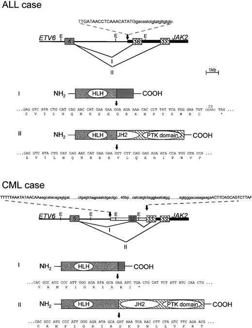 Fig. 3. Genomic structure of the different translocations and resulting open reading frames. The upper panel shows the results for the ALL case, the lower panel for the CML case. On top of each panel the genomic structure of the junction fragment is shown. The ETV6 gene is represented by a thin line, the JAK2 gene by a thick line, and a fragment of unknown origin by an open bar. The boxes show the different exons. The sequence of the breakpoints is shown on top of the genomic structure. In the ALL case ETV6 genomic sequences are shown in capitals, JAK2 sequences in lowercase. Two splice variants are observed, the first fusing exon 4 of ETV6 to exon 16 of JAK2. The second splices exon 4 to exon 17 of JAK2. In the CML case exon 5 of ETV6 is spliced either to an exon (U) in the sequence of unknown origin which is then spliced to a cryptic acceptor site within exon 11 of JAK2 or directly to exon 12 of JAK2. ETV6 and JAK2 genomic sequences are indicated in uppercase letters, and a genomic sequence of unknown origin in lowercase letters. Splice donor and acceptor sites for the exon within this sequence are in boldface type. The composition of the fusion proteins encoded by the different splice variants is shown with the sequence of the junction fragments underneath. Arrows indicate the breakpoints. E, EcoRI site; HLH, oligomerization domain of ETV6; JH2, pseudokinase domain of JAK2; PTK, protein tyrosine kinase domain of JAK2.