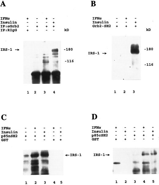 Fig. 1. Association of Grb-2 with IRS-1 during insulin, but not IFN-α stimulation. Antiphosphotyrosine immunoblots are shown. (A) U-266 cells were incubated for 5 minutes at 37°C in the presence or absence of IFN-α or insulin as indicated. Cell lysates were immunoprecipitated with either control nonimmune rabbit Ig (RIgG) (lane 1) or a polyclonal antibody against Grb-2 (lanes 2 through 4). The identity of the 116-kD tyrosine phosphorylated protein seen in lanes 3 and 4 is unknown. (B) U-266 cells were serum-starved for 1 hour and were subsequently incubated for 5 minutes at 37°C in the absence (lane 1) or presence of IFN-α (lane 2) or insulin (lane 3). Cell lysates were bound to a GST fusion protein containing the SH2 domain of Grb-2, before SDS-PAGE analysis and immunoblotting. (C) U-266 cells were serum starved for 2 hours and were subsequently either not treated (lane 1) or treated with IFN-α (lanes 2 and 4) or insulin (lanes 3 and 5) for 5 minutes. Cell lysates were bound to either a GST fusion protein containing the nSH2 domain of p85 or to GST alone as indicated, before SDS-PAGE analysis and immunoblotting. (D) U-266 cells were serum starved for 1 hour and were subsequently either not treated (lane 3) or treated with IFN-α (lanes 1 and 4) or insulin (lanes 2 and 5) for 5 minutes. Cell lysates were bound to either a GST fusion protein containing the cSH2 domain of p85 or to GST alone as indicated, before SDS-PAGE analysis and immunoblotting.