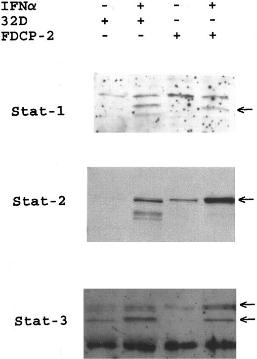 Fig. 3. Identification of IFN-α–inducible Stat activation by GDAC. Actively growing 32D and FDCP-2 cells were incubated with or without IFNα for 15 minutes. Cytoplasmic extracts were prepared and analyzed for DNA-binding STAT complexes using GDAC. Eluates from genomic DNA were resolved by SDS-PAGE (7%) and after Western blotting, probed with antibodies to Stat-1, Stat-2, and Stat-3. IFN-α–induced Stat proteins are indicated by arrows.