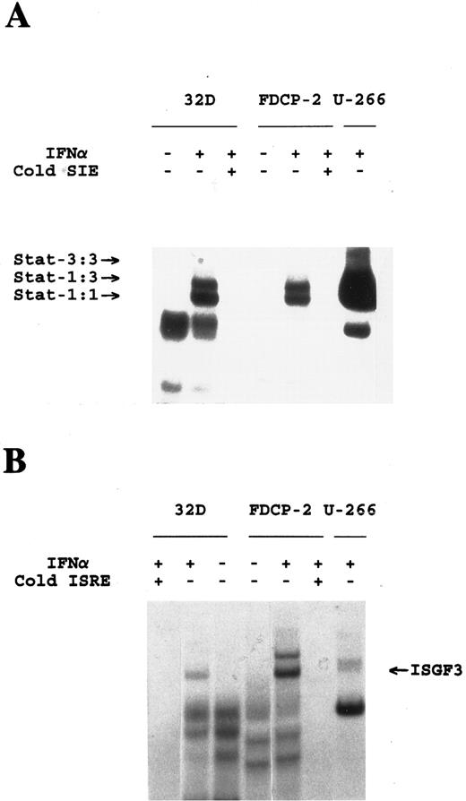 Fig. 4. IFN-α induces Stat complexes in the absence of IRS-proteins. Cells were either left untreated or treated with IFN-α as indicated. Cytoplasmic extracts were reacted with 40,000 counts per minute (cpm) of a 32P-end–labeled SIE (A) or ISRE (B) and complexes were resolved by native gel electrophoresis and visualized by autoradiography. Specific complexes were identified by the addition of a 100-fold excess of unlabeled sis-inducible element (SIE) or ISRE to the reaction, as indicated. Composition of Stat complexes was confirmed by supershifting with the appropriate anti-Stat antibodies (data not shown).