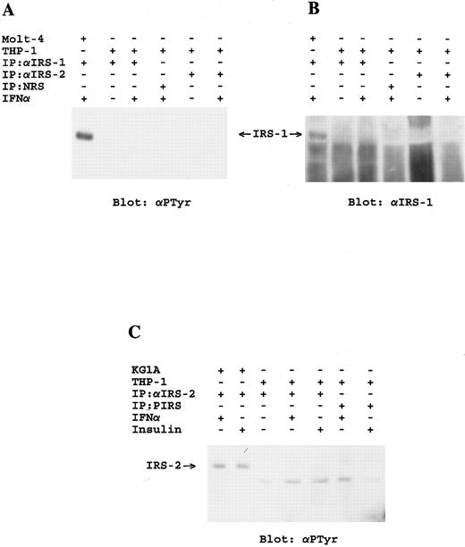 Fig. 5. Lack of activation of the IRS-signaling system in THP-1 myelomonocytic cells. (A) Molt-4 or THP-1 cells were incubated for 5 minutes at 37°C in the presence or absence of IFN-α as indicated. Cell lysates were immunoprecipitated with the indicated antibodies and immunoblotted with antiphosphotyrosine. (B) The blot shown in (A) was stripped and reblotted with the αIRS-1CT antibody. (C) KG1A or THP-1 cells were serum starved for 2 hours, and were subsequently incubated for 10 minutes at 37°C in the presence or absence of IFN-α or insulin as indicated. Cell lysates were immunoprecipitated with either an antibody against IRS-2 or preimmune rabbit serum as indicated, analyzed by SDS-PAGE and immunoblotted with antiphosphotyrosine.