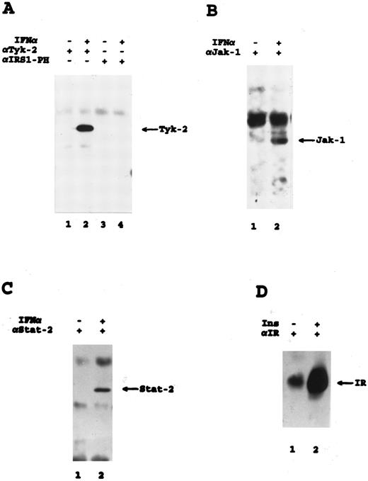Fig. 6. Tyrosine phosphorylation of Jak kinases, Stat-2, and the insulin receptor in THP-1 cells. Antiphosphotyrosine immunoblots are shown. (A) Cells were stimulated with IFN-α for 5 minutes as indicated, and cell lysates were immunoprecipitated with the indicated antibodies. (B) Cells were stimulated with IFN-α for 15 minutes as indicated, and cell lysates were immunoprecipitated with an antibody against Jak-1. (C) Cells were stimulated with IFN-α for 15 minutes as indicated, and cell lysates were immunoprecipitated with an antibody against Stat-2. (D) Cells were stimulated with insulin for 15 minutes as indicated, and cell lysates were immunoprecipitated with an antibody against the insulin receptor.