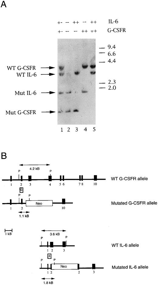 Fig. 1. Genotyping of IL-6 × G-CSFR–deficient mice. (A) Representative Southern blot analysis of Pst1-digested genomic tail DNA isolated from the progeny of IL-6 × G-CSFR double heterozygous mice. The filter was hybridized simultaneously with probe G and probe 6. A 4.2-kb or 1.1-kb band is detected from G-CSFR wild-type or mutant alleles, respectively. A 3.6-kb or 1.8-kb band is detected from IL-6 wild-type or mutant alleles, respectively. (B) Structure of the targeted mutations. The positions of probe G and probe 6 are shown. The structure of the wild-type and mutant IL-6 alleles were derived from Kopf et al.11