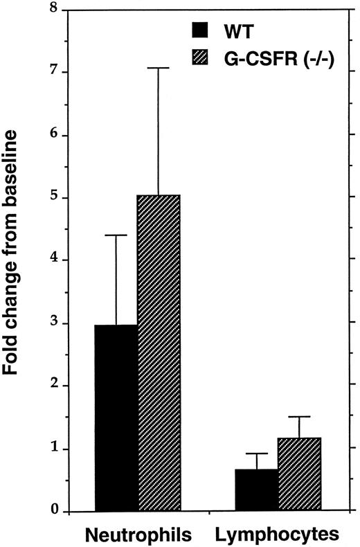 Fig. 2. In vivo response to IL-6. Four sex- and age-matched mice of each genotype were injected subcutaneously with murine rIL-6 (20 μg/kg) for 5 days. Complete blood counts and 300-count manual leukocyte differentials were performed before the first injection and 4 hours after the last injection of IL-6. The fold change from baseline in the absolute level of circulating neutrophils and lymphocytes is shown. Data represent the mean ± SD.