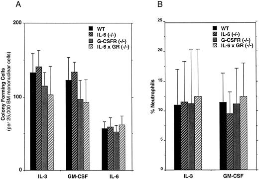 Fig. 3. Hematopoietic progenitor assays. (A) Bone marrow mononuclear cells were plated in methylcellulose-containing media supplemented with the indicated cytokine. Hematopoietic colonies containing greater than 30 cells were scored after 7 to 8 days (these colonies include CFU-GM, CFU-M, and CFU-G). Six sex- and age-matched mice of each genotype were analyzed. Data represent the mean ± SD. No significant differences in progenitor frequency were detected among the different genotypes. (B) Neutrophil production in hematopoietic colonies. The percentage of neutrophils was determined by manual 300-count leukocyte differentials on Wright-stained cytospins of cells recovered from entire methylcellulose cultures. Cultures were stimulated with the indicated cytokine for 8 days. Data represent the mean ± SD.