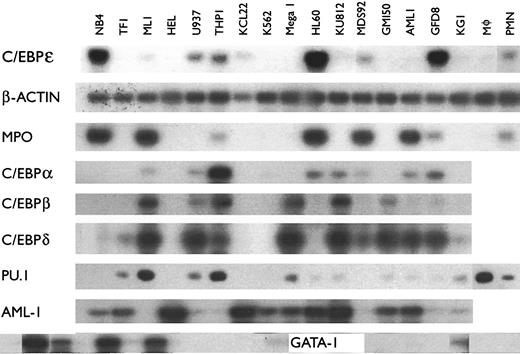 Fig. 1. mRNA expression of various genes including C/EBPε in hematopoietic cell lines. The mRNA was amplified using RT-PCR. Each PCR reaction included primers specific for the analyzed gene and primers for β-actin as an internal control. PCR conditions yielded amplification in the linear range. PCR products were blotted, hybridized using either cDNA probes or internal oligonucleotides specific for the amplified genes, and autoradiography was performed. All samples were examined at least twice for all genes.