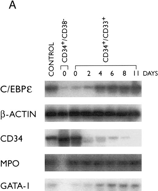 Fig. 3. Expression of transcription factors C/EBPε, PU.1, GATA-1, and differentiation markers (CD34 and MPO) during myeloid differentiation of CD34+ cells. Total RNA was extracted from CD34+CD38+ and CD34+/CD33+ cells before and after culture with stem cell factor and PIXY321. Cells were harvested at the days indicated. (A) The mRNA expression was studied by RT-PCR and expression of β-actin mRNA was used as an internal control. (B) Differentiation of CD34+/CD33+ cells as determined by morphology. For each slide, 200 cells were counted, and the number of cells at different stages of differentiation were plotted on a graph.