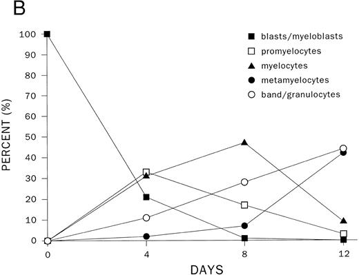 Fig. 3. Expression of transcription factors C/EBPε, PU.1, GATA-1, and differentiation markers (CD34 and MPO) during myeloid differentiation of CD34+ cells. Total RNA was extracted from CD34+CD38+ and CD34+/CD33+ cells before and after culture with stem cell factor and PIXY321. Cells were harvested at the days indicated. (A) The mRNA expression was studied by RT-PCR and expression of β-actin mRNA was used as an internal control. (B) Differentiation of CD34+/CD33+ cells as determined by morphology. For each slide, 200 cells were counted, and the number of cells at different stages of differentiation were plotted on a graph.