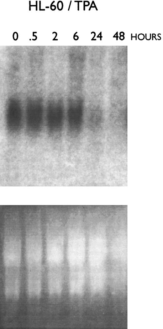 Fig. 4. Effect of macrophage-like differentiation of HL-60 cells on their expression of C/EBPε mRNA. HL-60 cells were cultured with TPA (2 × 10−8 mol/L) and cells were harvested for RNA extraction after 0.5, 2, 6, 24, and 48 hours. Northern blot analysis was performed using a 32P-labeled cDNA probe for C/EBPε.