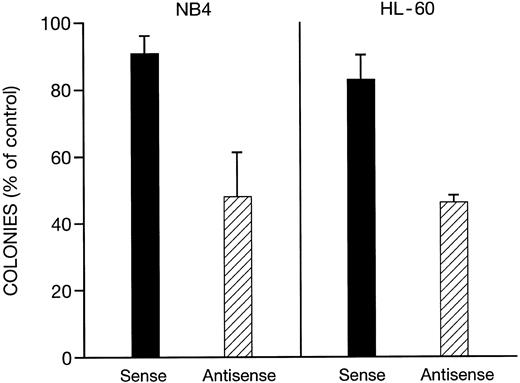 Fig. 6. Effect of sense and antisense C/EBPε oligonucleotides on clonal growth of NB4 and HL-60 cells. The cells (103 dish) were placed in soft agar that contained either sense or antisense C/EBPε phosphothiolated oligonucleotides (0.25 μmol/L) or diluant control; and dishes were incubated at 37°C in 5% CO2 and colonies were enumerated on day 12 of culture. The results represent mean ± standard deviation (SD) of three independent experiments with each experimental point having three plates. Results are normalized to control plates containing diluant alone (100%).