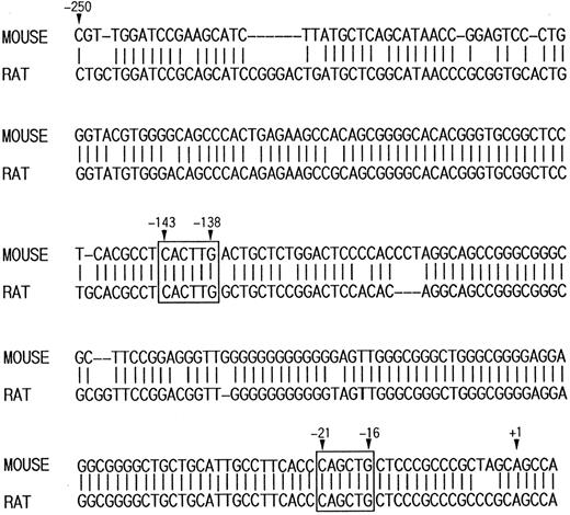 Fig. 2. Comparison of 5′ promoter region between mouse and rat p75 genes. CANNTG motifs are boxed. The transcription initiation site (+1) is also indicated.