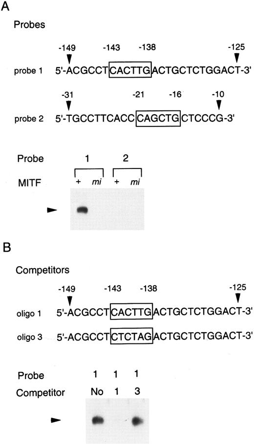 Fig. 3. Binding of +-MITF to the CACTTG motif in the 5′ flanking region of the p75 gene. (A) EGMSA using GST-+-MITF and GST-mi-MITF fusion proteins. The 5′-ACGCCTCACTTGACTGCTCTGGACT oligonucleotide containing a CACTTG motif (probe 1, nt −149 to −125; numbers refer to the sequence shown in Fig 2) and the 5′-TGCCTTCACCCAGCTGCTCCCG oligonucleotide containing a CAGCTG motif (probe 2, nt −31 to −10) were used (CANNTG motifs are boxed). The DNA-protein complex is indicated by an arrowhead. (B) Competitive DNA binding assay with GST-+-MITF. Two competitors were synthesized. Oligo 1 was identical to probe 1; oligo 3 had the mutation at the CACTTG motif (to CTCTAG). DNA-protein complexes are indicated by an arrowhead.