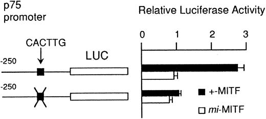 Fig. 4. Effect of coexpression of cDNA encoding +-MITF or mi-MITF on luciferase activity. The luciferase gene under control of the normal or mutated p75 promoter was cotransfected to NIH/3T3 fibroblasts. All p75 promoters started from nt −250. Bars indicate the standard error of three assays.