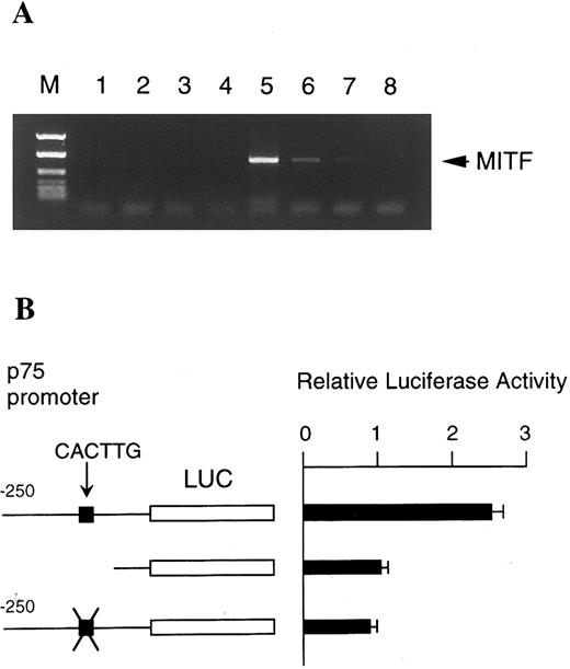 Fig. 5. MITF expression and luciferase activity in IC-2 cells. (A) RT-PCR analysis of expression of MITF mRNA. PCR products from RNAs of NIH/3T3 cells (lanes 1 to 4) and from RNAs of IC-2 cells (lanes 5 to 8) were electrophoresed in 1.0% agarose gel containing ethidium bromide with HaeIII-digested Bluescript KS (−) plasmid DNA as a size marker (M). The amounts of RNA used for reverse transcription was 5.0 μg (lanes 1 and 5), 0.5 μg (lanes 2 and 6), 0.05 μg (lanes 3 and 7), and 0.005 μg (lanes 4 and 8), respectively. (B) Luciferase reporter gene promoter assay in IC-2 cells. The luciferase gene under control of the normal, deleted, or mutated p75 promoter was introduced into the IC-2 mast cell line with electroporation. All p75 promoters started from nt -250. Bars indicate the standard error of three assays.