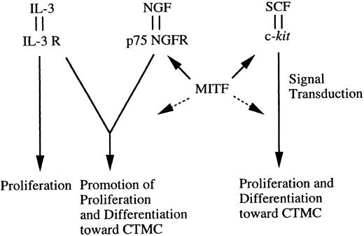 Fig. 6. Scheme that may explain the effect of MITF on CMCs. MITF may be involved in transcription of both the p75 NGF receptor and c-kit. Involvement of MITF in transcription of proteins that might be used for signal transduction via the p75 NGF receptor and c-kit may be speculated. IL-3R, IL-3 receptor; NGFR, NGF receptor.