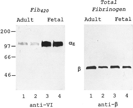 Fig. 2. Measurement in plasma: Fetal Fib420 level is higher than adult. Two representative plasma samples prepared from each source, adult blood (lanes 1 and 2) and umbilical cord blood (lanes 3 and 4), were subjected to SDS-PAGE under reducing conditions, transferred to nitrocellulose, and probed with either anti-VI (left panel) or anti-β (right panel) as described in Materials and Methods. The plasma samples in the right panel were diluted so that they contained approximately 25 ng total fibrinogen per lane. Lanes in the left panel contained 100 times more plasma than the corresponding lanes in the right panel.