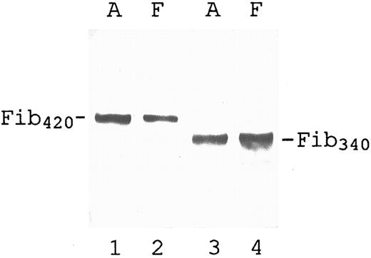 Fig. 3. Qualitative evaluation of intact, αE-containing fibrinogen in adult and fetal plasma. Plasma samples (same sources as used in lanes 2 and 3 of Fig 2) were subjected to SDS-PAGE under nonreducing conditions, transferred to nitrocellulose, and probed with either anti-VI (lanes 1 and 2) or anti-α (lanes 3 and 4) as described in Materials and Methods: lanes 1 and 3, adult (A); lanes 2 and 4, fetal (F ). For better comparison of their molecular species, plasma volumes analyzed in this Western blot were adjusted to minimize differences in band intensities. Lanes 3 and 4 each contained approximately 50 ng total fibrinogen. For lanes 1 and 2, more material was loaded (50 and 5 times, respectively) to obtain Fib420 bands of similar intensity. A faint Fib420 band can be seen above Fib340 in lane 4 on overexposure of the film.