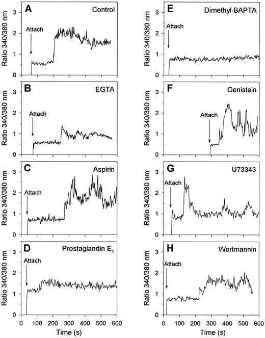 Fig. 6. Effects of activation inhibitors on Ca2+ responses of single platelets bound to collagen. Fura-2–loaded platelets were treated with the indicated drugs and allowed to adhere to collagen in the presence of 2 mmol/L CaCl2 and FITC-labeled annexin V during 15 minutes. Changes in fura-2 fluorescence ratio and FITC-annexin V fluorescence intensity were recorded from one microscopic field as described in Materials and Methods. Shown are typical Ca2+ response patterns of single platelets, representative of 36 to 76 cells, for the following conditions: control (A); CaCl2 replaced by 1 mmol/L EGTA (B); platelets pretreated with 100 μmol/L aspirin (C) or dimethyl BAPTA (E) while loading with fura-2; platelets incubated with 5 μmol/L prostaglandin E1 for 5 minutes (D), with 100 μmol/L genistein for 30 minutes (F ), with 20 μmol/L U73343 for 5 minutes (G), or with 10 μmol/L wortmannin for 5 minutes (H).