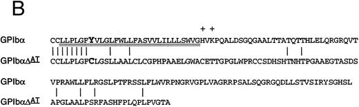 Fig. 2. Effects of the dinucleotide deletion on the secondary structure of GPIbα. (A) DNA sequence analysis of GPIbα from a normal individual (bottom) and the patient (top). Nucleotides 2059 and 2060 are deleted in the patient; deleted nucleotides are shown with an arrow. (B) Alignment of the transmembrane region (doubly underlined) of the wild-type GPIbα and the mutant protein (GPIbαΔAT). The start of the alternate reading frame resulting from the AT deletion in the mutant coding sequence is shown in bold type. The charged amino acids following the transmembrane region are shown with a +. (C) Hydropathy plot using the method of Kyte and Doolittle39 performed on the transmembrane and surrounding amino acids of the wild-type GPIbα and GPIbαΔAT. The hydropathy plot for the mutant protein is shown as a broken line.