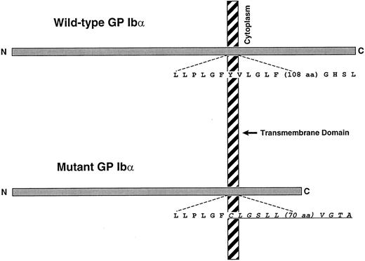 Fig. 4. Schematic of wild-type GP Ibα and the mutant produced by the dinucleotide deletion of the second 2 bases of the codon for Tyr492 (TAT). The mutation shifts the translation reading frame beginning approximately 7 amino acids into the GP Ibα transmembrane domain. The new polypeptide sequence is indicated by the underlined italic portion. The full-length mutant is 38 amino acids shorter than wild-type GP Ibα.