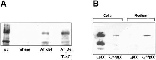 Fig. 6. Western blot analysis of recombinant polypeptides. (A) Cells transiently transfected with plasmids containing wild-type GP Ibα (wt), no insert (sham), the AT deletion alone (AT del), or the AT deletion in combination with the T → C mutation (AT Del + T → C) were analyzed for expression of GP Ibα with the monoclonal antibody WM-23. (B) Stable cell lines expressing the wild-type GP Ib-IX complex (αβIX cells) or a complex containing the AT-deletion mutant (αmutβIX) were analyzed for GP Ibα expression in the cells and in the cell supernatant (medium).