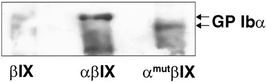 Fig. 7. Association of mutant GP Ibα with GP Ibβ. GP Ibβ was immunoprecipitated from cell lysates of stably transfected cells (see Fig 6). The samples were reduced, electrophoresed on a 7.5% SDS-polyacrylamide gel, and transferred to nitrocellulose membrane. The membrane was analyzed for GP Ibα content with WM-23. βIX, untransfected CHO βIX cells; other labeling as in Fig 6.
