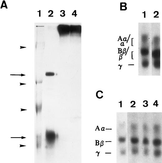 Fig. 4. Susceptibility of iodinated plasma FBG to thrombin and plasmin action in A549 cell medium in the presence or absence of serum. 125I-labeled FBG was added to serum-free medium and treated with plasmin (A) or thrombin (B) or to A549 conditioned 10% serum-containing medium (C). (A) represents an autoradiograph of a nonreduced, 8% polyacrylamide gel. (B) and (C) represent 7% polyacrylamide gels of reduced fibrin(ogen) polypeptide chains. (A) Lane 1, Mr denoted by arrowheads are, from top to bottom, 200, 97, 68, and 46 kD; lane 2, plasmin-cleaved 125I-FBG fragments D and E (arrows, top to bottom); lane 3, 125I-FBG plasmin-treated in the presence of 200 U/mL aprotinin; lane 4, 125I-FBG starting material. (B) Lane 1, untreated 125I-FBG Aα, Bβ, and γ chains; lane 2, thrombin-cleaved fibrin α, β, and γ chains. (C) Lane 1, 125I-FBG in serum-free medium; lane 2, 125I-FBG + hirudin and aprotinin; lane 3, 125I-FBG + hirudin; lane 4, 125I-FBG + aprotinin.