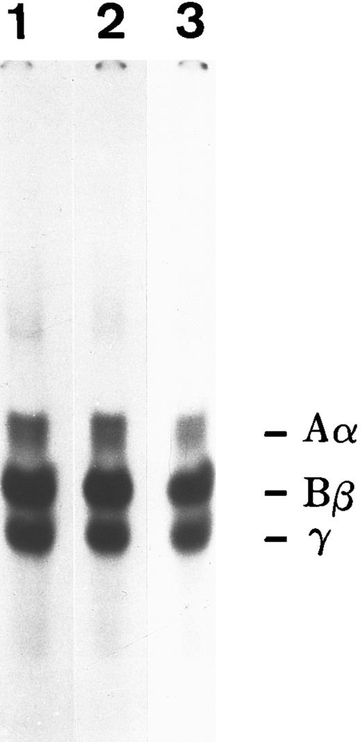 Fig. 7. SDS-PAGE analysis of iodinated plasma FBG exposed to confluent monolayers of HFF for 3 days in culture. Lane 1, 125I-FBG starting material; lane 2, unbound FBG recovered from HFF media; lane 3, bound FBG recovered from cell monolayer.