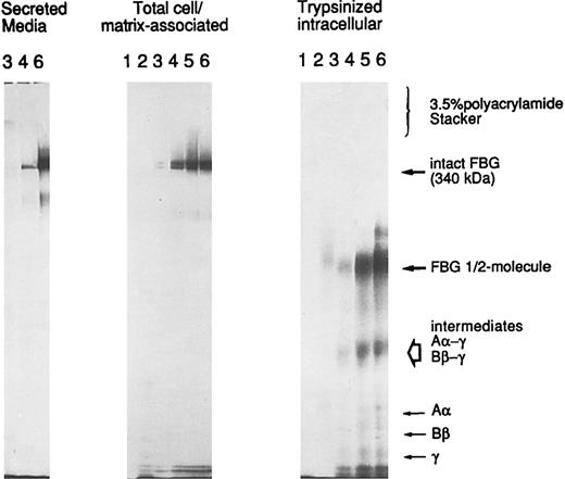 Fig. 9. Trypsin-sensitivity of cell/matrix-associated FBG. A549 cells were metabolically labeled with 35S-cys + 35S-met for 10 (lanes 1), 20 (lanes 2), 30 (lanes 3), 60 (lanes 4), 90 (lanes 5), and 120 (lanes 6) minutes. FBG secreted into the media was sampled at 30, 60, and 120 minutes (left panel); total FBG remaining cell-associated (middle panel) and intracellular FBG remaining after trypsinization of cell monolayers (right panel) were sampled at all time points, immunopurified, and resolved under nonreducing SDS-PAGE conditions. The position of migration of secreted and cell-bound intact FBG (disulfide-bonded Aα, Bβ, and γ chains) is denoted at 340 kD. The intracellular intermediates of FBG were determined by two-dimensional gel electrophoresis (not shown) and are labeled accordingly.