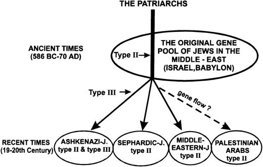 Fig. 4. A simplified scheme showing the common origin of the three major segments of contemporary Jews and explaining the current distribution of the type II and type III mutations. The predicted time when type II and type III mutations occurred in the FXI gene are indicated by horizontal arrows. We speculate that gene flow has been responsible for the transfer of type II mutation from Middle Eastern Jews to Palestinian Arabs after the settlement of Arabs in Israel in the Seventh century AD.