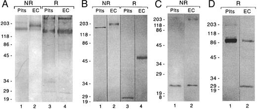 Fig. 5. Characterization of the EC GpIb complex by Western blotting. Eluates from an anti-GpIbα affinity column were analyzed for (A) GpIbα and (B) GpIbβ, using affinity-purified rabbit polyclonal antibodies to glycocalicin and to a peptide sequence in platelet GpIbβ, respectively. Eluates from anti-GpIX and anti-GpV affinity columns were analyzed for (C) GpIX and (D) GpV, respectively, using MoAbs. Eluate from 2 to 3 × 106 cells was loaded onto each lane. The numbers to the left of each set of gels are the molecular weights (in kilodaltons) of prestained standards. For experimental details, see Materials and Methods.