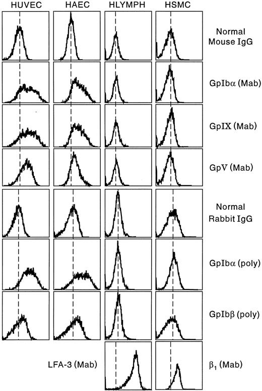 Fig. 6. Surface expression of the GpIb complex on ECs, lymphocytes, and smooth muscle cells. For experimental details, see Materials and Methods. Results are shown for MoAbs to GpIbα, GpIX, and GpV and for affinity-purified rabbit polyclonal antibodies to GpIbα (glycocalicin) and a peptide sequence in platelet GpIbβ.