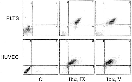 Fig. 8. Paired measurement of GpIbα, GpIX, and GpV by flow cytometry. Human platelets and HUVECs were analyzed by two-color fluorescence for GpIbα and GpIX or GpIbα and GpV. PE-labeled goat antimouse IgG was used to detect GpIX and GpV (abscissa); FITC-labeled MoAb Ib1 was used to detect GpIbα (ordinate). See Materials and Methods for experimental details.