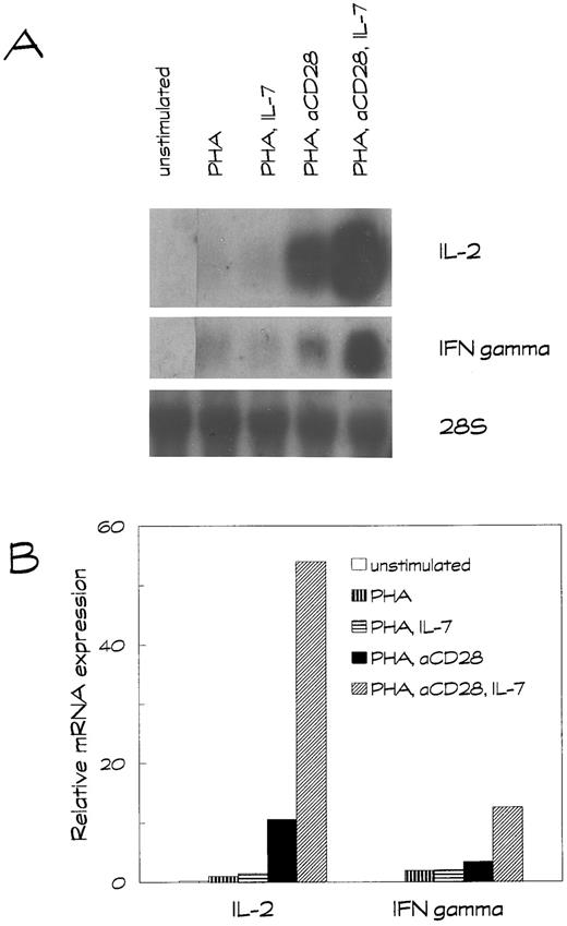 Fig. 2. IL-7 upregulates the IL-2 and IFN-γ mRNA accumulation in activated human T lymphocytes. T cells were left unstimulated or stimulated with PHA or PHA plus anti-CD28 (aCD28) in the presence or absence of IL-7. Total RNA was isolated after 6 hours of stimulation. (A) Northern hybridizations with IL-2, IFN-γ, and 28S cDNA probes were performed. (B) mRNA levels were quantified using a PhosphorImaging system, and IL-2 and IFN-γ mRNA levels were normalized with respect to the 28S signal.