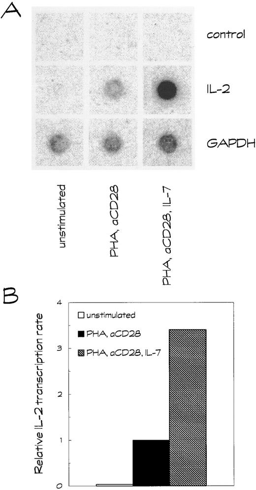 Fig. 3. IL-7 increases the IL-2–gene transcription rate in activated human T lymphocytes. Nuclei were isolated from unstimulated T cells or T cells stimulated for 3 hours with PHA plus anti-CD28 (aCD28) in the presence or absence of IL-7, and the transcription was allowed to proceed for another 20 minutes in the presence of 32P-labeled UTP. (A) Nuclear RNA was isolated and hybridized to a membrane containing linearized cDNAs for IL-2 and GAPDH. The pCAT3-enhancer plasmid was included as a negative control. (B) Transcription rates were quantified using a PhosphorImaging system, and IL-2 transcription rates were normalized with respect to the GAPDH signal, as described in the Materials and Methods section. The results are expressed as relative transcription rate compared to the PHA/anti-CD28–induced IL-2 transcription rate, which was set at 1.