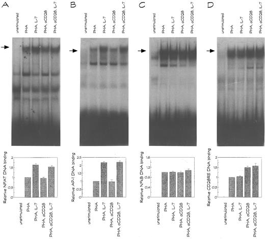 Fig. 4. DNA binding activities of NFAT and AP-1, but not NFκB and CD28RC, are enhanced by IL-7 in activated human T lymphocytes. Nuclear extracts were prepared from unstimulated T cells and T cells stimulated for 2 hours with PHA or PHA plus anti-CD28 (aCD28) in the presence or absence of IL-7. EMSAs were performed with probes comprising (A) the distal NFAT site, (B) the proximal AP-1 site, (C) the NFκB site, and (D) the CD28 response element in the human IL-2 promoter. DNA binding activities were quantified using a PhosphorImaging system. The lower graphs show the mean ± SEM found for the DNA binding activities of NFAT, AP-1, NFκB, and CD28RE in four independent experiments. The results are expressed as relative DNA binding compared to the PHA-induced DNA binding, which was set at 1.
