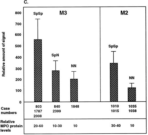 Fig. 3. Relative amount of MPO mRNA detected by RT-PCR in primary AML cells of the M3 or M2 subclasses. (A) Autoradiograph shows radiolabeled RT-PCR products from primary AML cells. Lanes 1 to 10, AML-M3 or -M4 cases from Table 1. The top panel shows 550-bp PCR products derived from random primed cDNA using MPO primers. The bottom panel shows products from a separate PCR using actin primers. The reactions in lanes 1 to 4 and 5 to 10 are from different experiments. (B) APL cells from patient no. 803 were cultured for 20 hours in the presence (+RA) or absence (−RA) of RA (10−6 mol/L). RT-PCR was performed with MPO primers. Lane 1 is the same as lane 5 in A. The actin control reactions were repeated to include both cDNAs. (C) Range of MPO transcript levels in the different AML donor cells in multiple experiments is shown with standard deviations indicated. Time in culture ranged from 48 hours to 2 weeks before RNA isolation. Different RT-PCR experiments were normalized to β-actin cDNA levels and also to the MPO signal from a cDNA standard prepared from the NB4 cell line (APL-derived). Relative amount of MPO protein in the different AML cell samples was determined by SDS gel electrophoresis of whole-cell extracts. Proteins were blotted onto nylon membrane, reacted with anti-MPO antibodies, and quantified. Values shown are an average of 3 separate experiments.