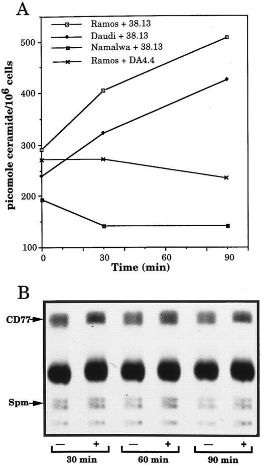 Fig. 6. Changes in ceramide but not sphingomyelin and Gb3/CD77 levels in BL cells treated by 38.13 MoAb. (A) CD77+ Ramos and Daudi cells and CD77− Namalwa cells were cultured with 38.13 anti-CD77 MoAb; Ramos cells were also cultured with DA4.4 anti-human IgM MoAb. Ceramide was quantitated by the DAG kinase assay. Results are representative of six independent experiments. (B) Ramos cells, prelabeled with 3H-palmitate, were cultured with (+) or without (−) 38.13 anti-CD77 MoAb. Lipids were extracted and chromatographed on HPTLC plates using chloroform: methanol: acetic acid: water (100:60:20:5) as solvent system. Radioactive spots were visualized by autoradiography. Sphingomyelin (Spm) and Gb3/CD77 were identified by comigration with standards.