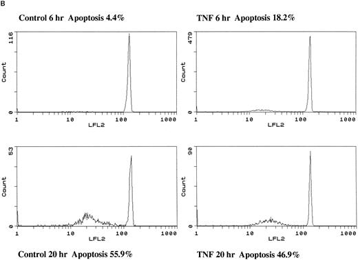 Fig. 2. Effect of TNF-α on neutrophil morphology and propidium iodide (PI) staining. Human neutrophils were incubated in the presence (A and B, righthand panels) or absence (A and B, lefthand panels) of 12.5 ng/mL TNF-α as detailed in the legend to Fig 1. (A) Cytocentrifuge preparations were prepared after 6 hours and cells fixed, stained, and examined under 100× objective oil immersion light microscopy. Cells with classical apoptotic morphology are arrowed. (B) After 6 or 20 hours in culture cells were resuspended in ice-cold 70% ethanol, washed in PBS, and incubated with PI in the presence of RNAase before analysis using an EPICS Profile II. Mean fluorescence values are shown for a minimum of 5,000 cells for each condition and are representative of six to nine determinations in three separate experiments.