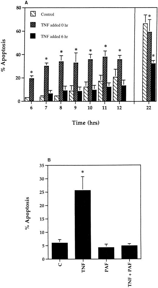 Fig. 5. Loss of the early proapoptotic effect of TNF-α in human neutrophils after delayed addition of TNF-α or pretreatment with PAF. (A) To assess the effect of delayed addition of TNF-α, human neutrophils were incubated at 5 × 106/mL in the absence (▧) or presence of 12.5 ng/mL TNF-α added either at the beginning of the incubation period (▧) or after a delay of 6 hours (▪). The extent of apoptosis was then assessed morphologically at the time points indicated. All data values represent the mean ± SEM of n = 3 separate experiments, each performed in triplicate (*P < .05 compared with time-matched controls). Where not shown, SEM values are less than 2% of means. (B) Human neutrophils (5 × 106/mL) were incubated in MDM containing 10% autologous serum in the presence or absence of PAF (1 μmol/L) for 5 minutes before being placed in 96-well flexiwell plates for a 6-hour incubation with 12.5 ng/mL TNF-α or buffer. Apoptosis was then determined on cytocentrifuge preparations using standard morphological criteria. Values represent mean ± SEM of three separate experiments, each performed in triplicate (*P < .05 compared with controls).