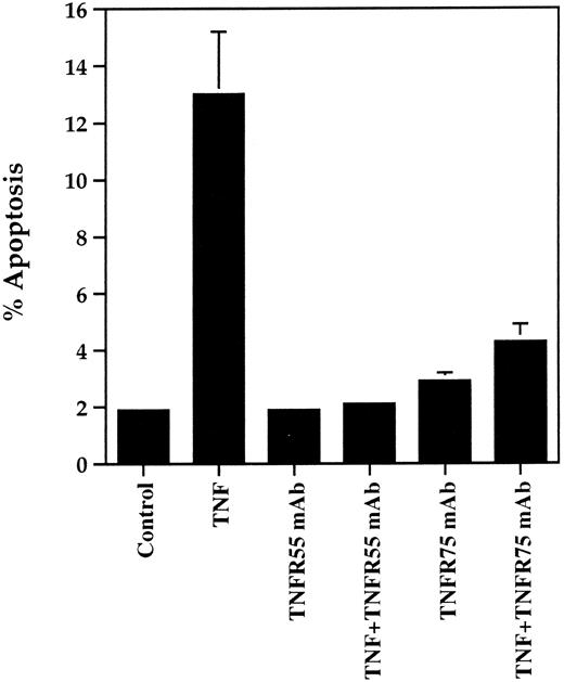 Fig. 7. Effect of TNFR55 and TNFR75 blocking antibodies on TNF-α–induced apoptosis in human neutrophils. Human neutrophils (5 × 106/mL) were preincubated with antihuman TNFR55 or TNFR75 MoAbs for 30 minutes at 37°C before a 6-hour incubation in the presence or absence of 12.5 ng/mL TNF-α. The extent of apoptosis was then assessed by morphological examination of cytocentrifuge preparations. Data represent mean ± SEM of three separate experiments each performed in triplicate. Where not shown, SEM values are less than 5% of means.