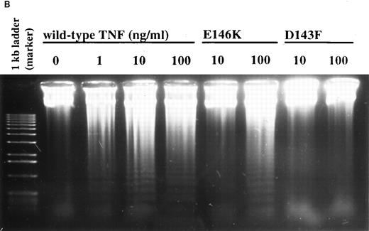 Fig. 8. Effect of TNF-α receptor selective mutants on human neutrophil apoptosis. (A) Human neutrophils were incubated with 0.01 to 100 ng/mL of wildtype TNF-α (wtTNF-α, ▪), the TNFR55-selective mutants R32WS86T (•) or E146K (♦), and the TNFR75 selective mutant D143F (▴). Apoptosis was assessed morphologically after 3 hours. Data represent mean ± SEM of three experiments each performed in triplicate. (B) Neutrophils were incubated under identical conditions with 0 to 100 ng/mL wild-type TNF-α, 10 to 100 ng/mL E146K, or 10 to 100 ng/mL D143F. Thereafter the cells were pelletted and incubated overnight in sodium acetate/EDTA/proteinase K/1% SDS before phenol/chloroform DNA extraction as detailed in Materials and Methods. After precipitation with ethanol, 10 μg of DNA was loaded per lane and separated on a 1.2% agarose gel.