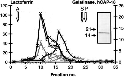 Fig. 1. Subcellular fractionation of neutrophils. Isolated neutrophils, either unstimulated (black lines) or stimulated by 1.0 μmol/L Ionomycin (gray lines) were cavitated and fractionated on a 3-layer Percoll density gradient. Fractions were collected from the bottom of the centrifuge tube and assayed for the following proteins: Myeloperoxidase (azurophil granules. Peak indicated by open arrow marked A). Lactoferrin (specific granules, □). Gelatinase (gelatinase granules, X). Latent alkaline phosphatase (secretory vesicles. Peak indicated by open arrow marked S). HLA (plasma membranes. Peak indicated by open arrow marked P) and hCAP-18 (o). Values are given as μg/mL. Insert: Immunoblot of control cells with anti-hCAP-18 antibody. MW marker indicated by solid arrows.